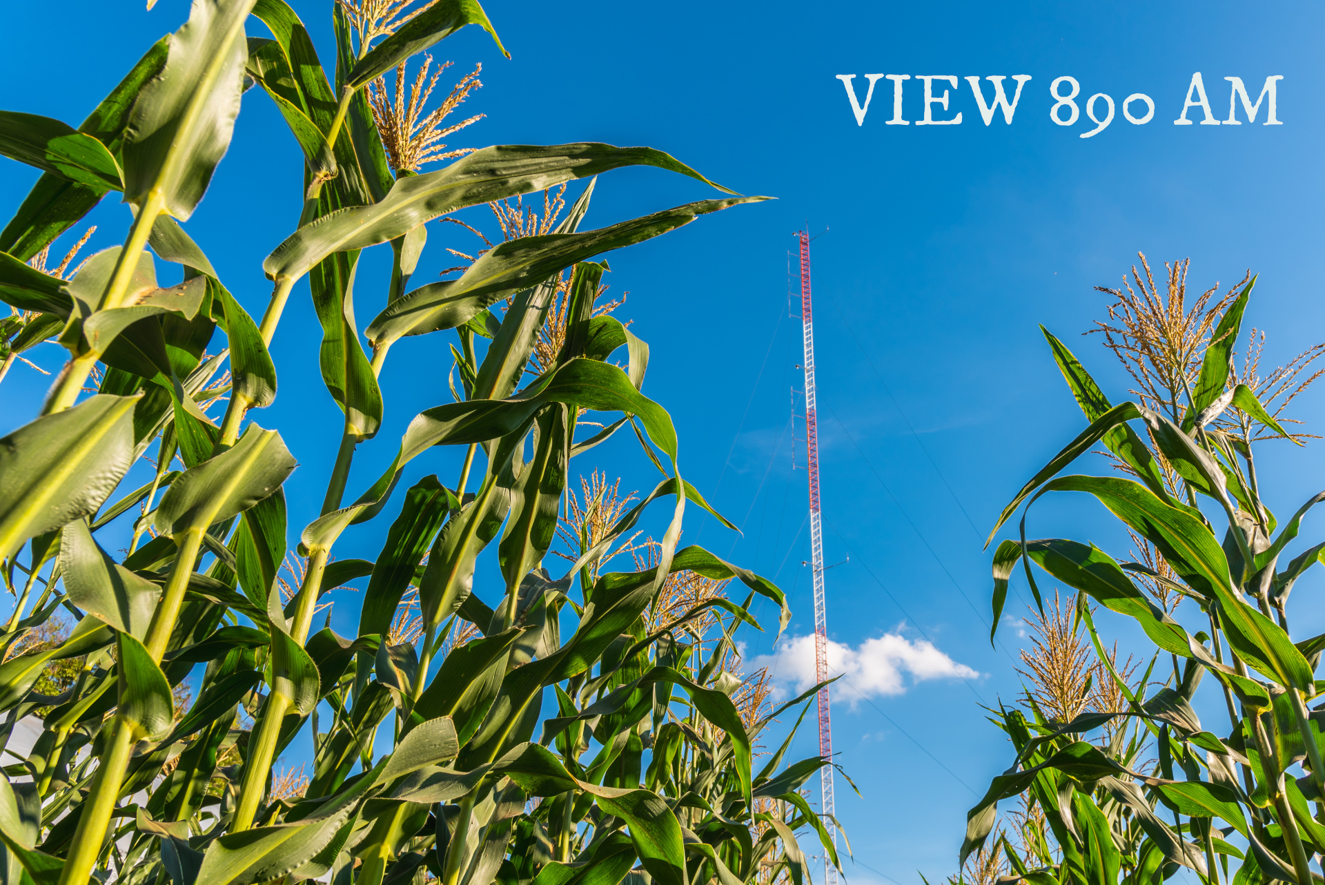 Cornfield with radio tower
